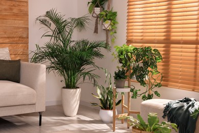 Photo of Cozy room interior with stylish furniture and beautiful houseplants near window