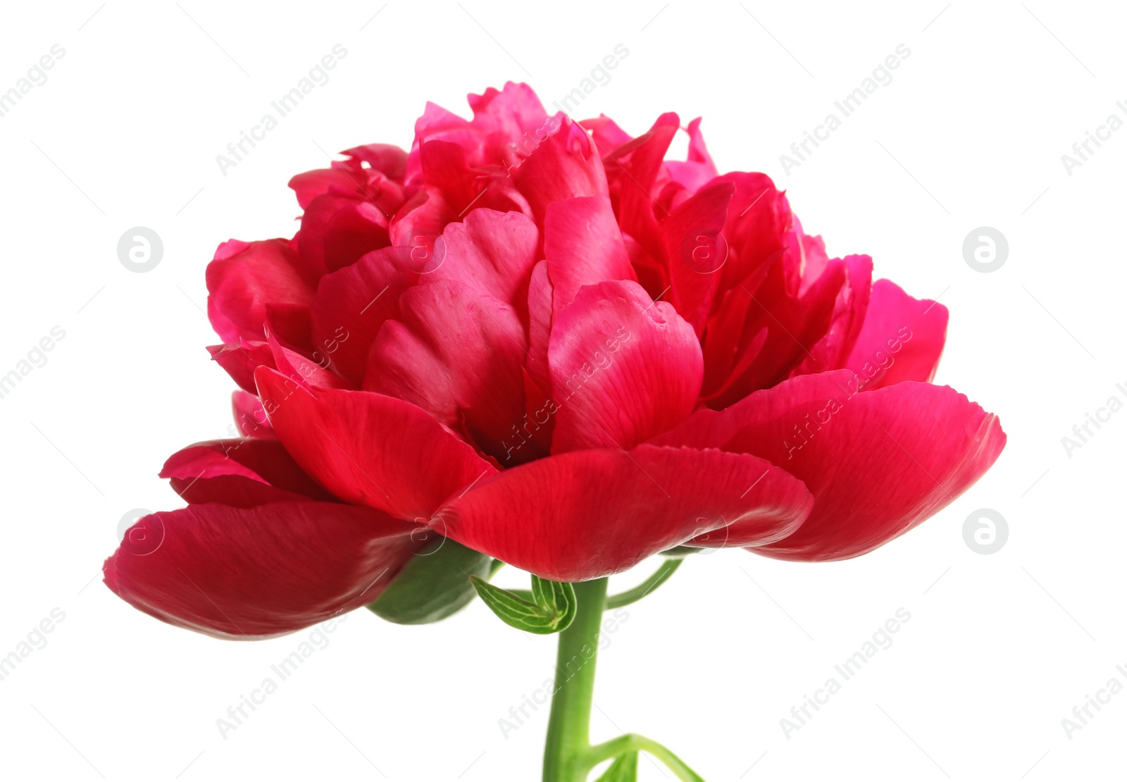 Photo of Beautiful blooming peony flower on white background