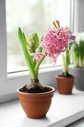 Photo of Beautiful hyacinth in flowerpot on window sill indoors