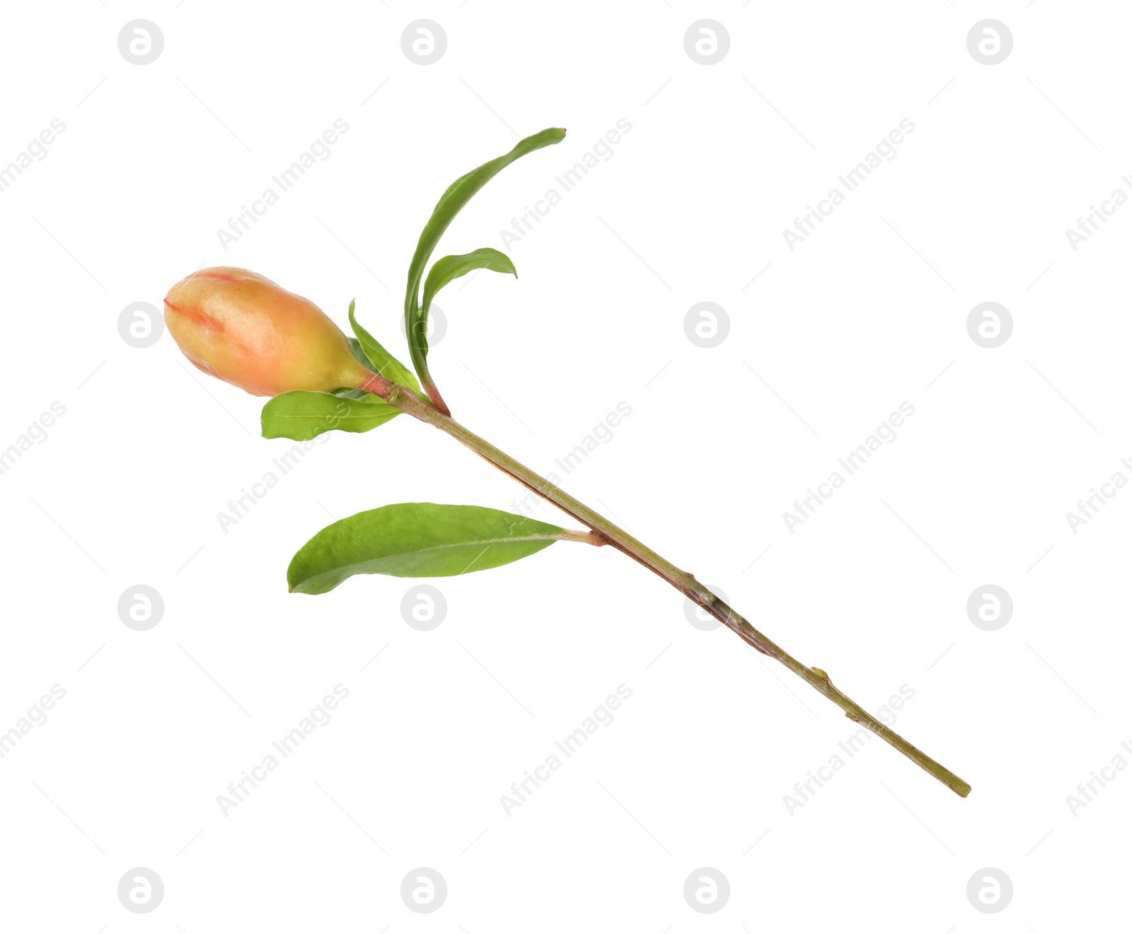 Photo of Pomegranate branch with green leaves and bud on white background