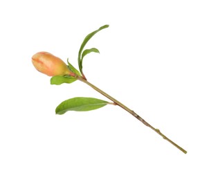 Pomegranate branch with green leaves and bud on white background