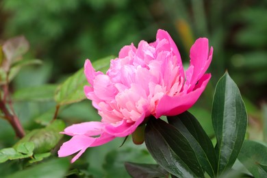 Photo of Beautiful pink peony growing in garden, closeup