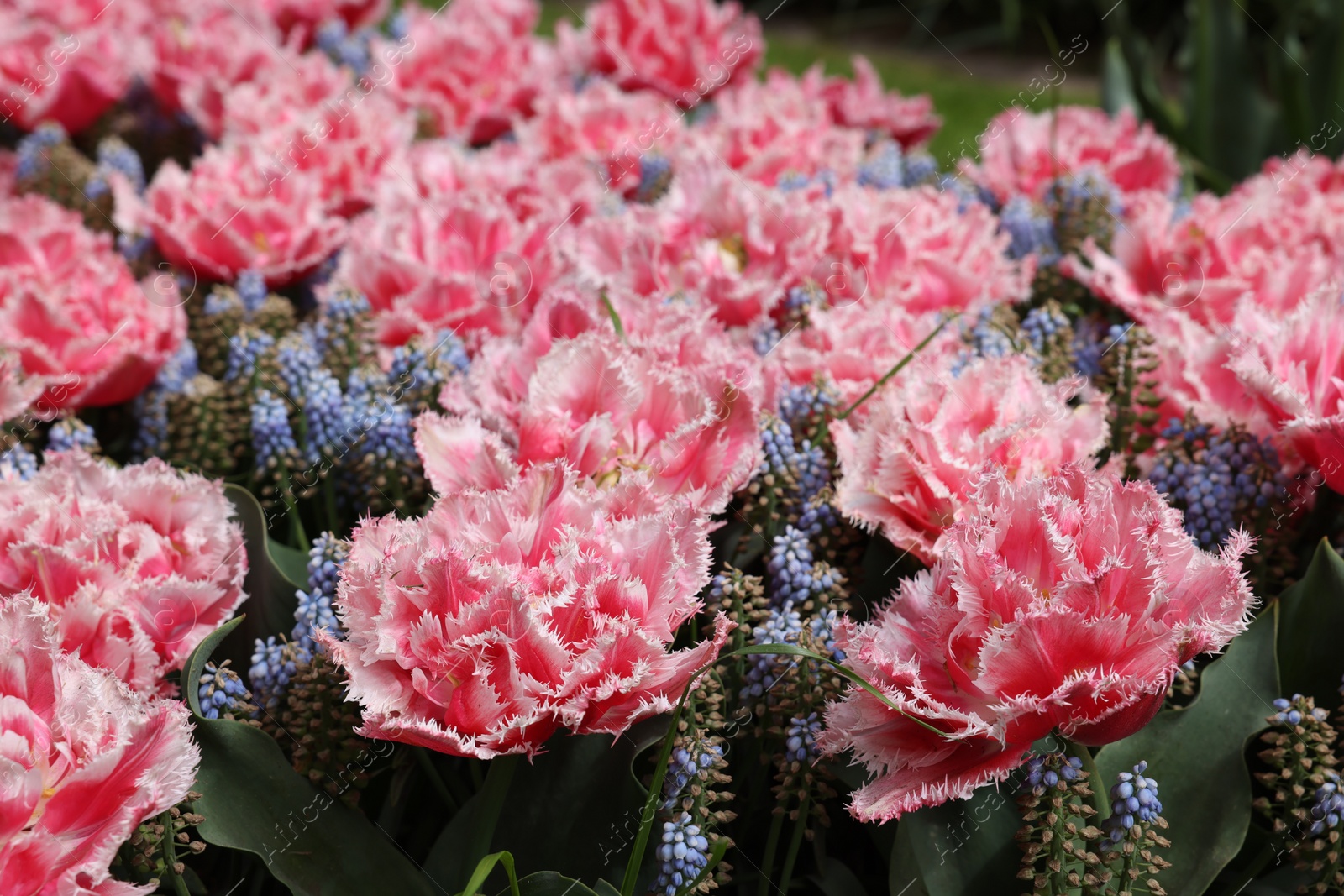 Photo of Many beautiful tulip and muscari flowers growing outdoors, closeup. Spring season