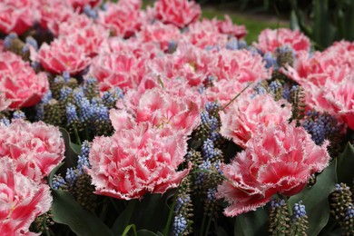 Many beautiful tulip and muscari flowers growing outdoors, closeup. Spring season