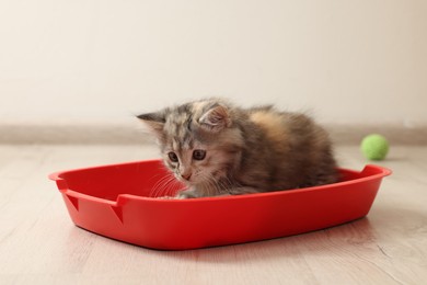 Photo of Cute fluffy kitten in litter box at home
