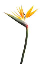 Bird of Paradise tropical flower isolated on white