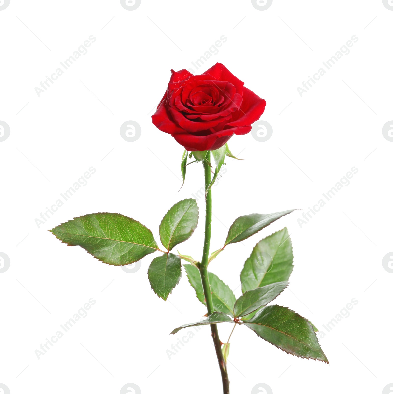 Photo of Red long stem rose on white background