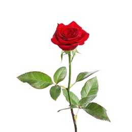 Red long stem rose on white background