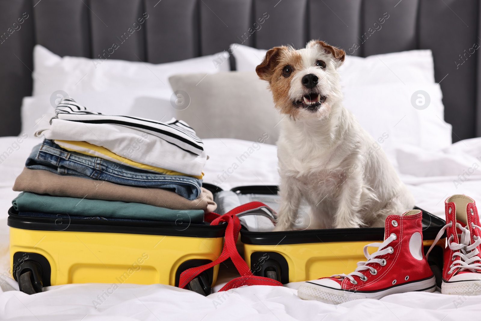 Photo of Travel with pet. Dog, clothes, shoes and suitcase on bed indoors