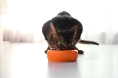 Photo of Beautiful Abyssinian cat eating from bowl at home. Lovely pet