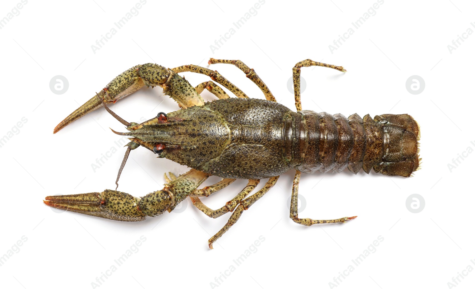 Photo of Fresh raw crayfish isolated on white, top view. Healthy seafood