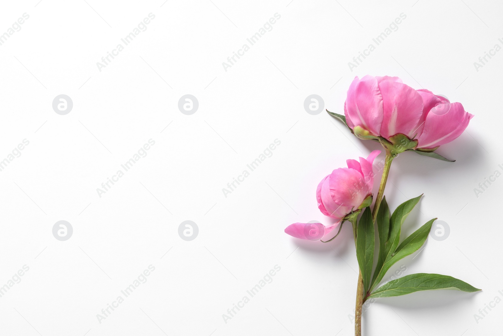 Photo of Fragrant peonies on white background, top view. Beautiful spring flowers