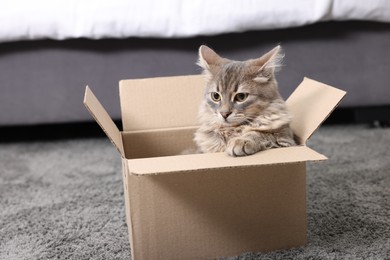 Photo of Cute fluffy cat in cardboard box on carpet at home