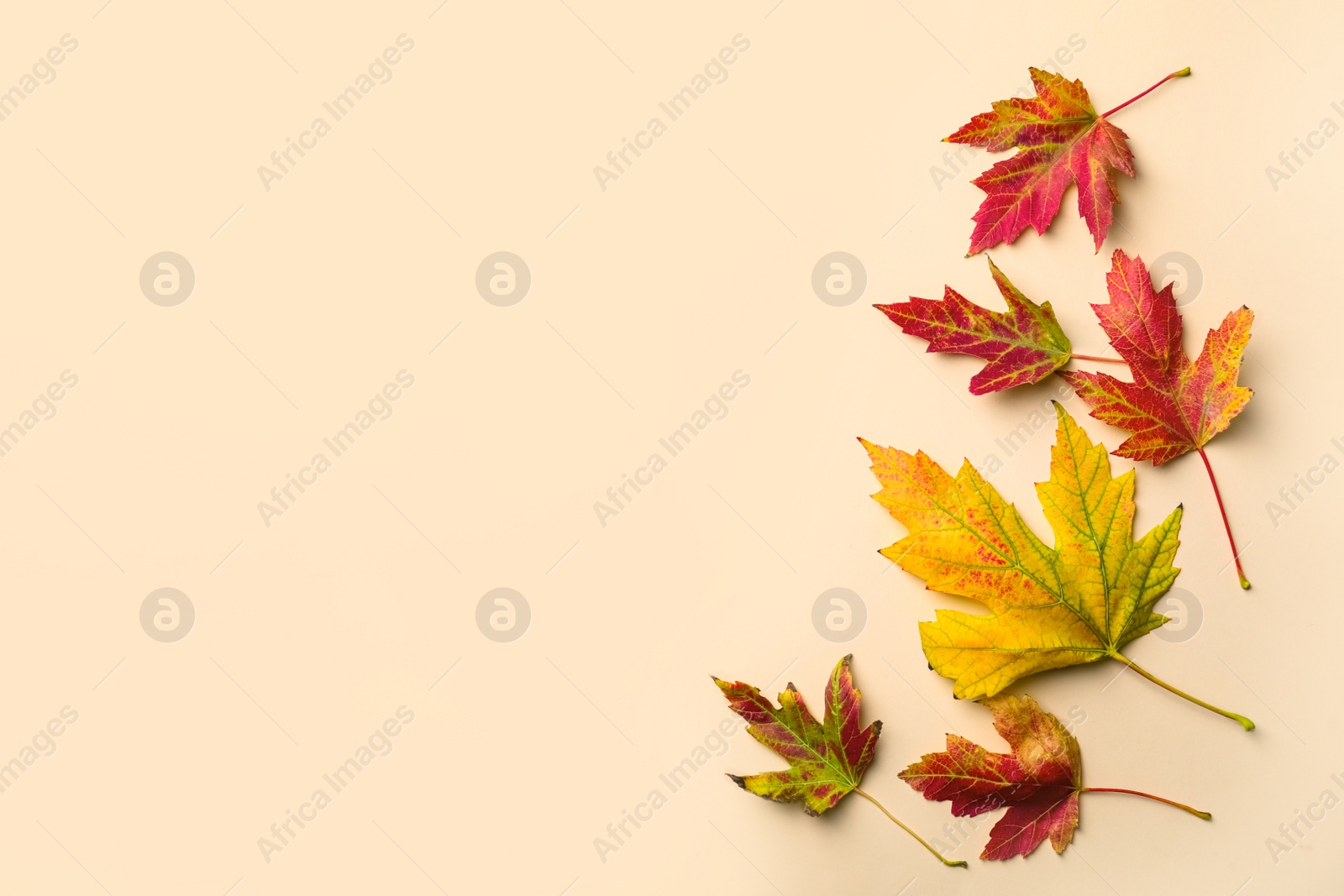 Photo of Colorful autumn leaves on beige background, flat lay. Space for text