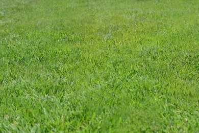 Photo of Beautiful bright green grass on sunny day