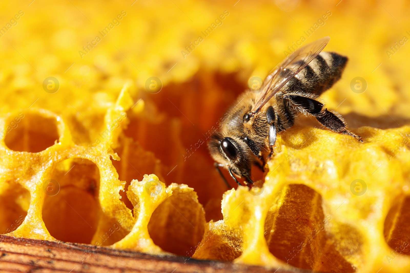 Photo of Closeup view of honeycomb frame with bee