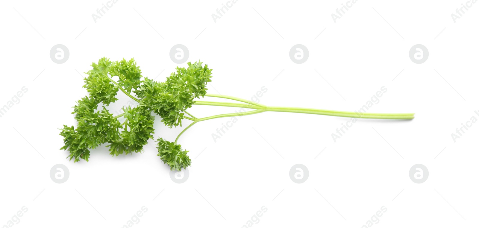 Photo of Fresh green curly parsley on white background