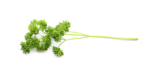 Fresh green curly parsley on white background