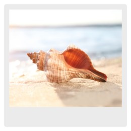 Paper photo. Beautiful sea shell on sandy beach