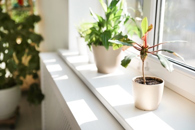 Beautiful growing home plants on white windowsill indoors, space for text