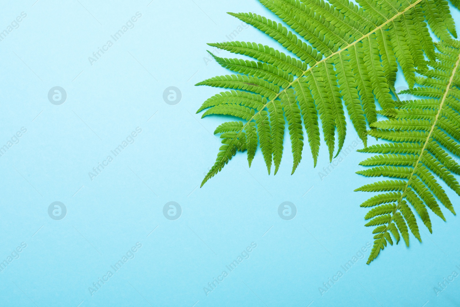 Photo of Beautiful tropical fern leaves on light blue background, flat lay. Space for text