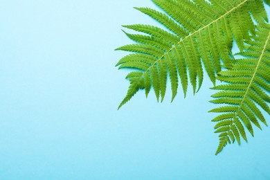 Photo of Beautiful tropical fern leaves on light blue background, flat lay. Space for text