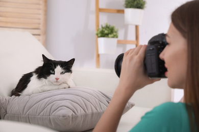 Photo of Professional animal photographer taking picture of beautiful cat at home, closeup