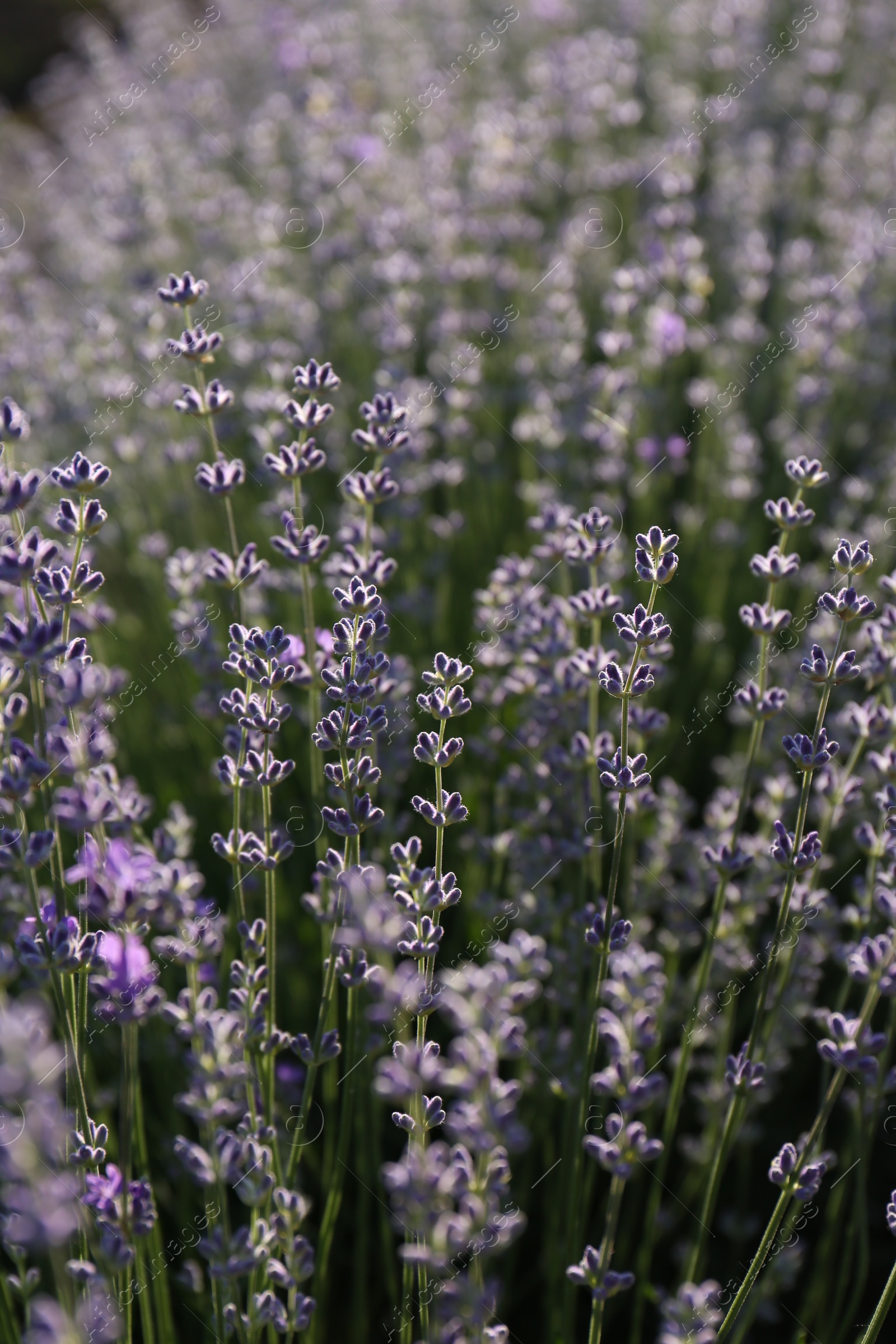 Photo of Beautiful lavender flowers growing in field, closeup