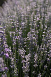 Beautiful lavender flowers growing in field, closeup