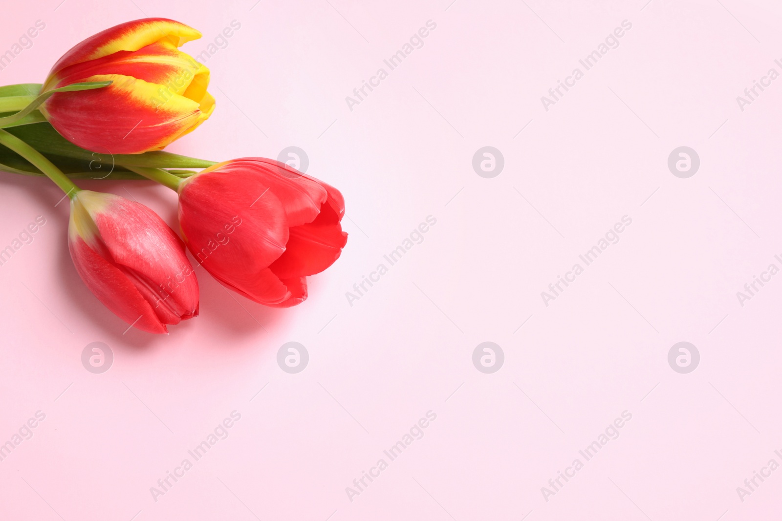 Photo of Beautiful spring tulips on pink background, above view. Space for text