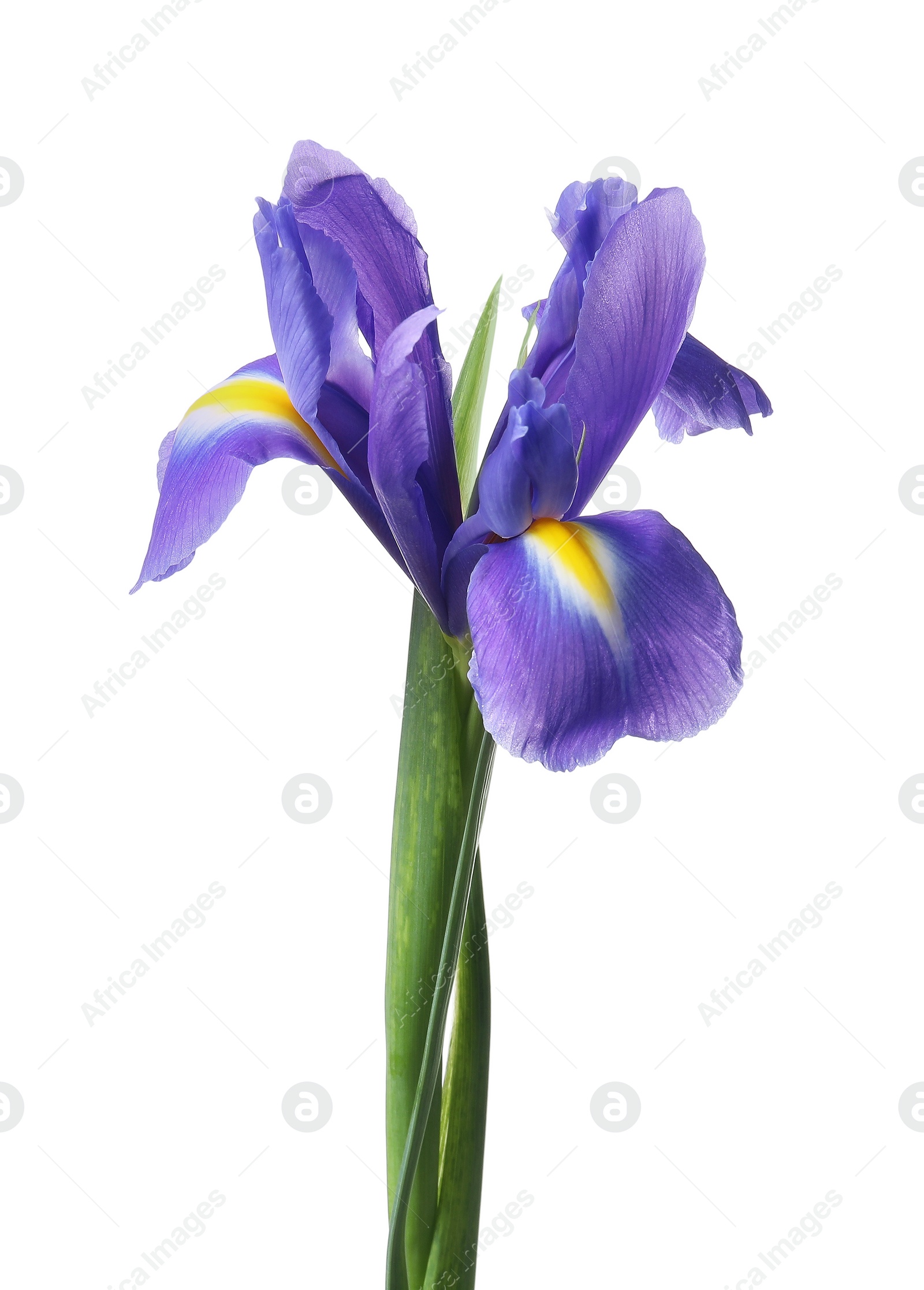 Photo of Beautiful violet iris flower isolated on white