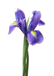 Photo of Beautiful violet iris flower isolated on white