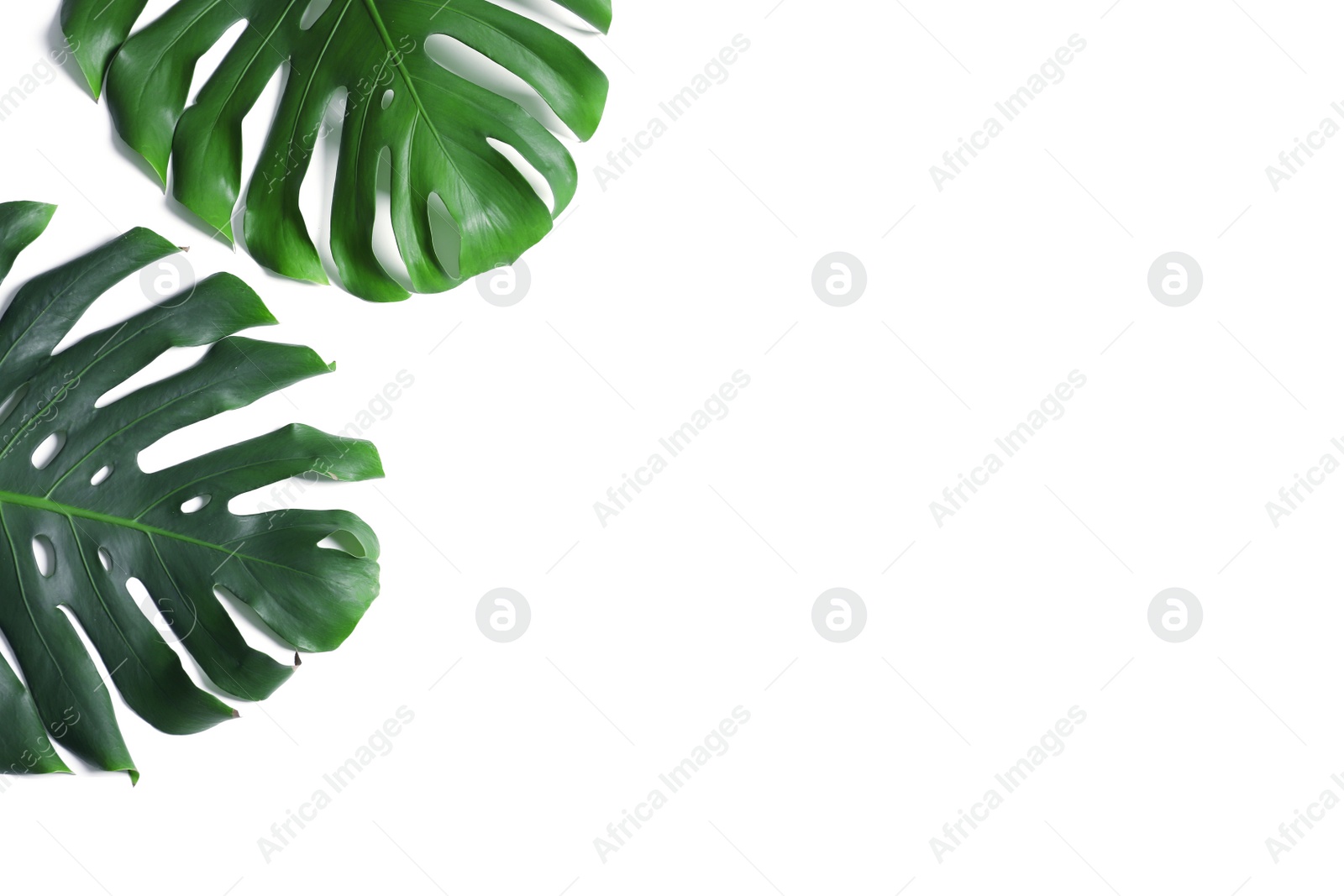 Photo of Green fresh monstera leaves on white background, top view. Tropical plant