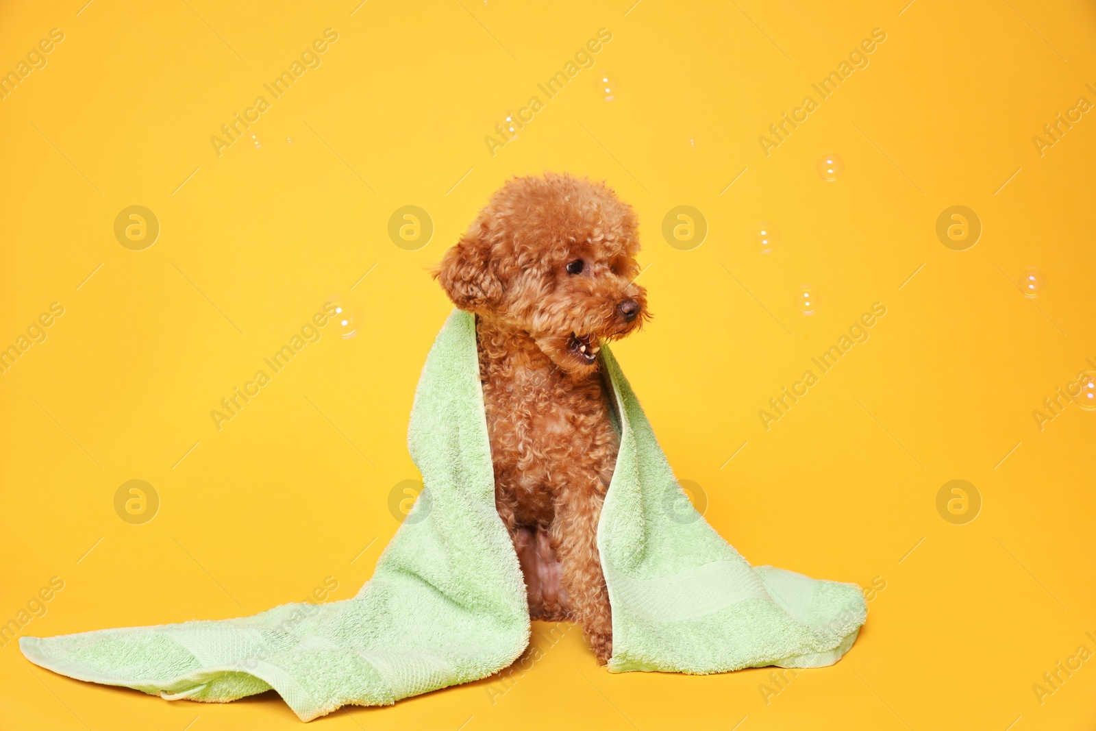 Photo of Cute Maltipoo dog wrapped in towel and soap bubbles on orange background