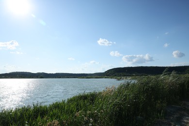 Beautiful view of river and reeds outdoors on sunny day