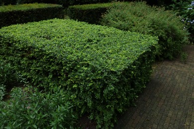 Beautiful green boxwood shrub outdoors. Landscape design