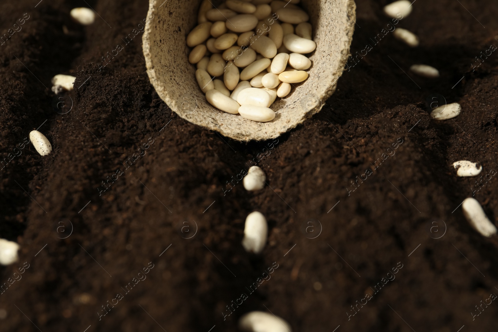 Photo of White beans in fertile soil. Vegetable seeds