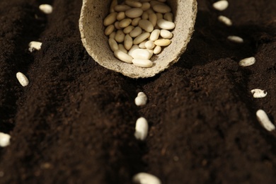 White beans in fertile soil. Vegetable seeds