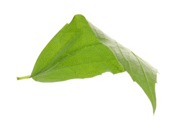 Fresh green jasmine leaf isolated on white
