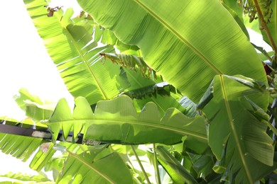 Beautiful tropical palm tree with green leaves outdoors