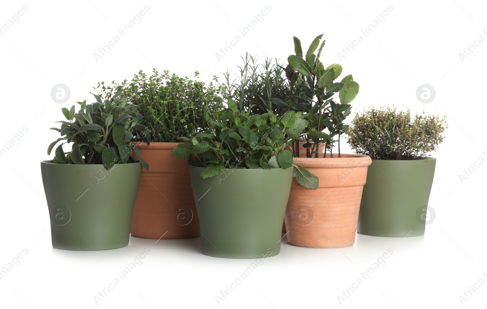 Photo of Pots with thyme, bay, sage, mint and rosemary on white background