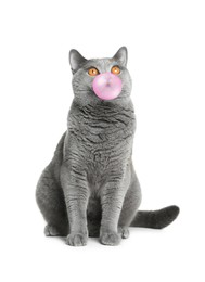 Image of Adorable grey British Shorthair cat blowing bubble gum on white background