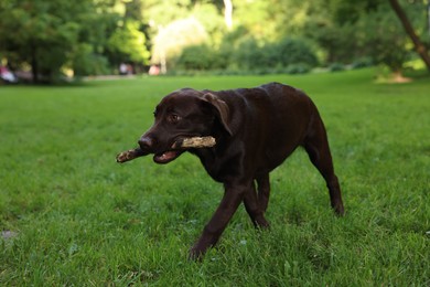 Adorable Labrador Retriever dog with stick walking in park