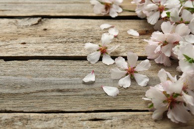 Photo of Beautiful spring tree blossoms and petals on wooden table. Space for text