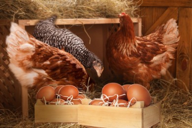Image of Wooden crate full of fresh eggs and chickens in henhouse