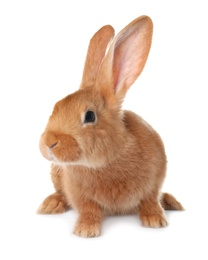 Photo of Cute bunny isolated on white. Easter symbol