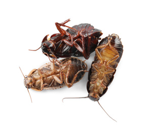 Photo of Dead brown cockroaches isolated on white, top view. Pest control