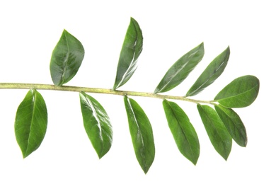 Photo of Branch with fresh green Zamioculcas zamiifolia leaves on white background