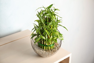 Photo of Green bamboo in glass bowl on table against color background