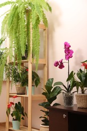 Photo of Beautiful houseplants in pots indoors. House decor